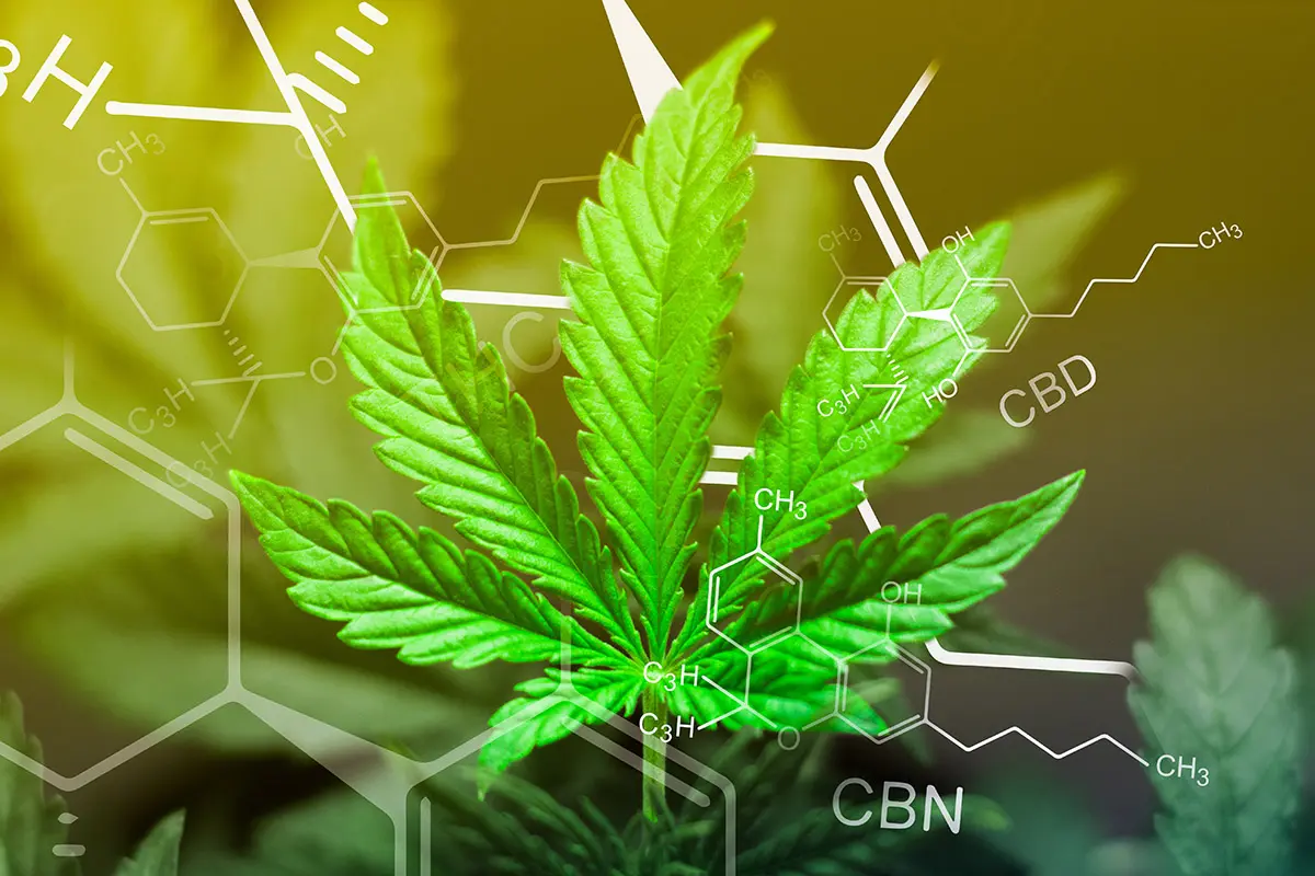 The 7 MOST EFFECTIVE THC/CBD Product Types