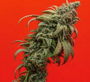  Learn About The History of The Source for our 7th Anniversary!